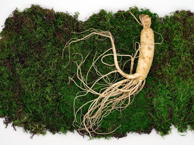 Ginseng can be used to help treat CFS